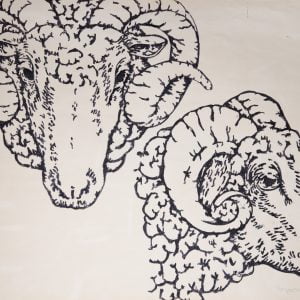 Cartoon For Sheeps Head