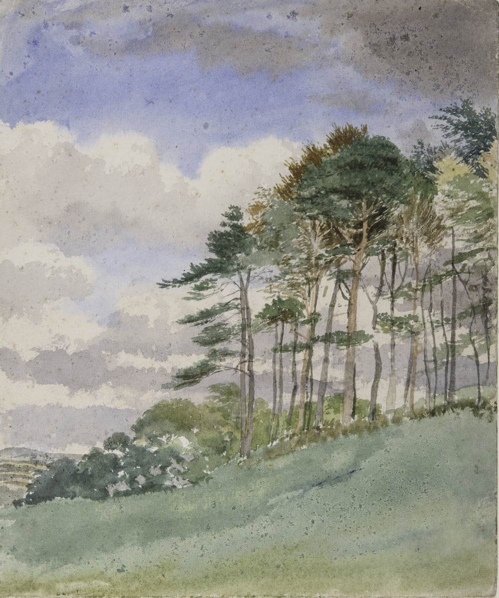 Landscape With Tall Trees