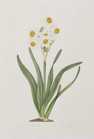 Narcissus Tazetta