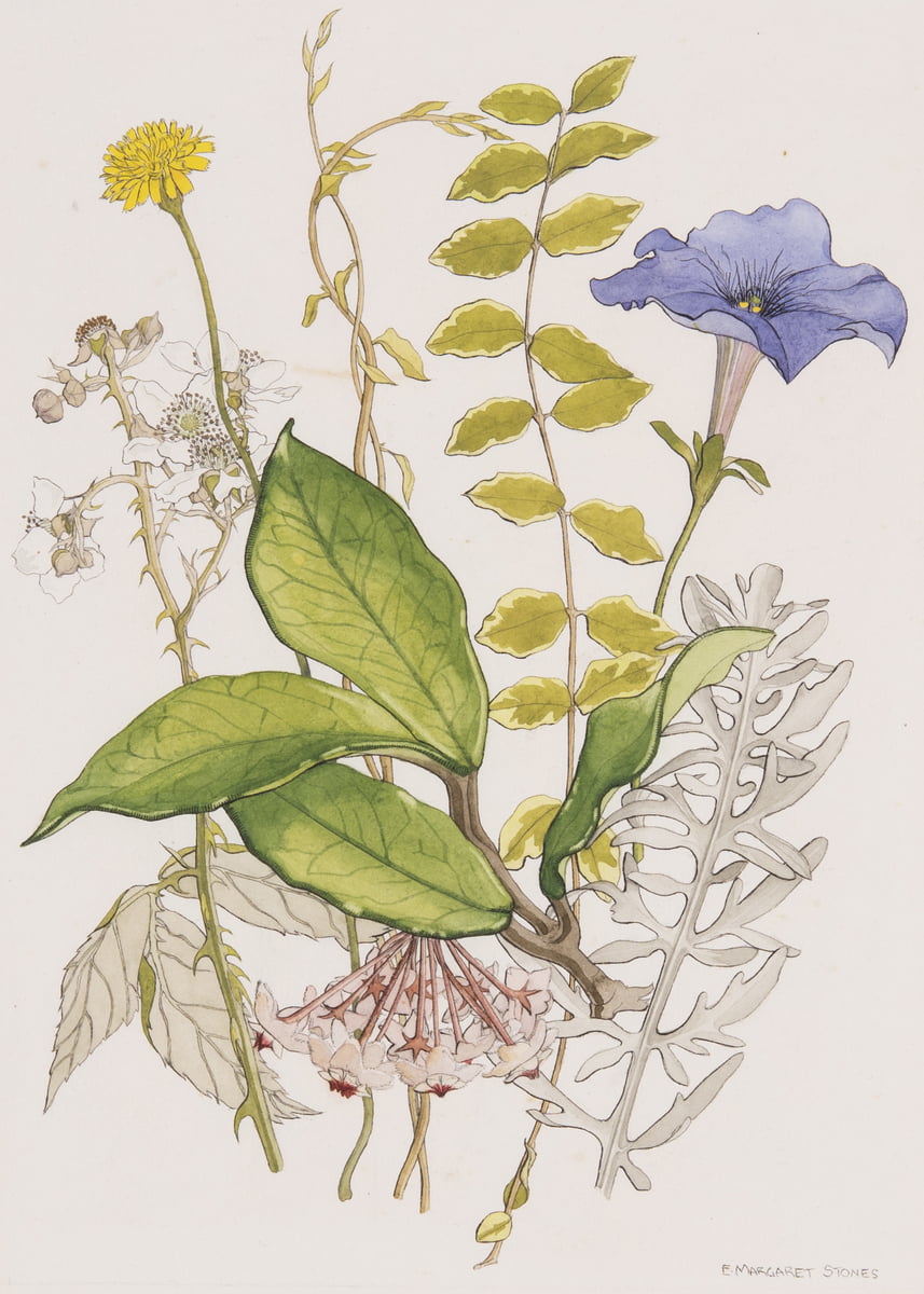 Flower Study With Hoya