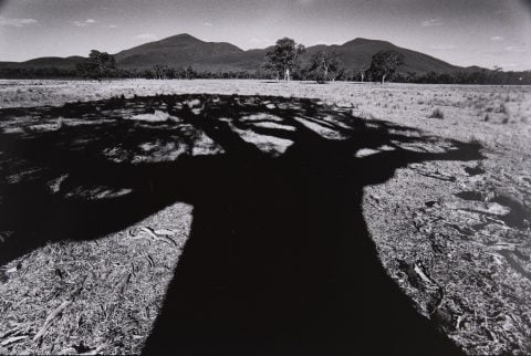 Shadow of massive redgum, Victoria Valley