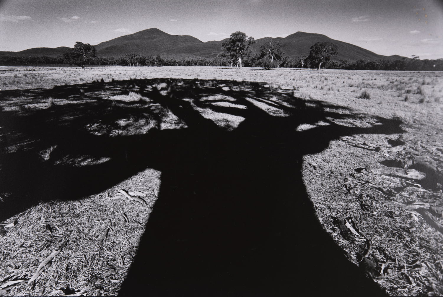 Shadow of massive redgum, Victoria Valley