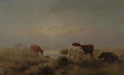 Cattle at sunrise, Casterton Victoria
